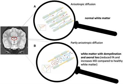 Diffusion tensor-based analysis of white matter in dogs with idiopathic epilepsy